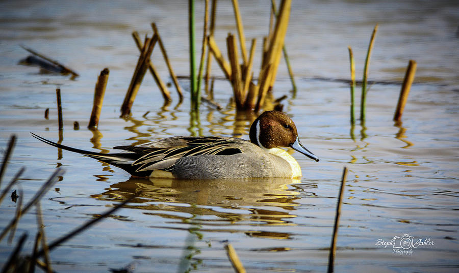 Northern Pintale Duck Photograph by Steph Gabler