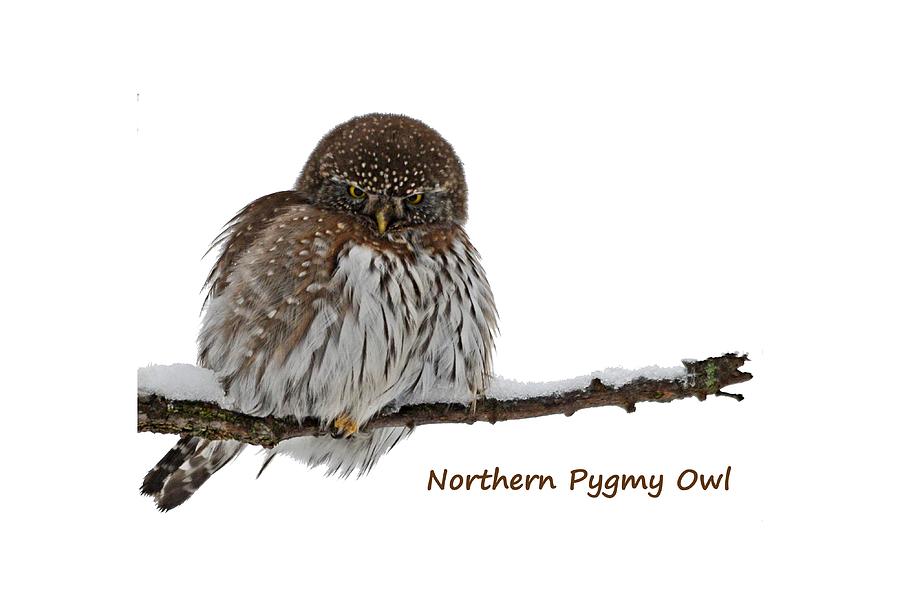 Owl Photograph - Northern Pygmy Owl 2 by Whispering Peaks Photography