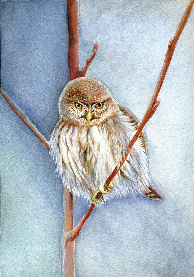 Northern Pygmy Owl Painting