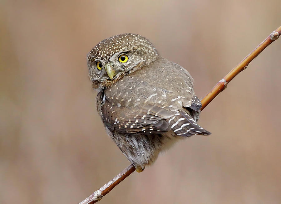 Owl Photograph - Northern Pygmy Owl by Mark Hryciw