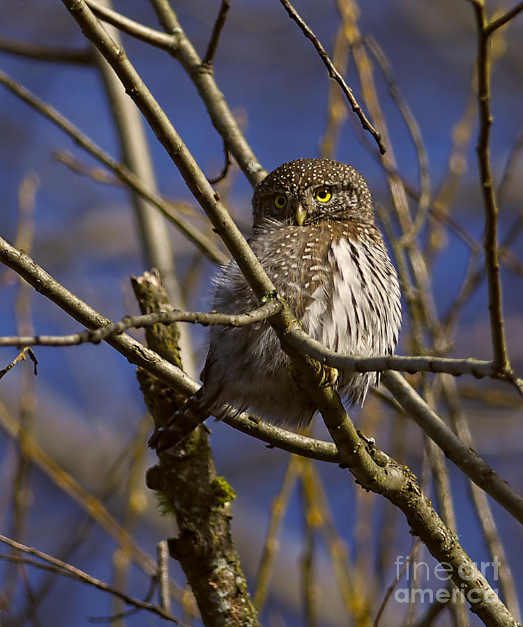 Northern Pygmy Owl Photograph by Sharon Talson