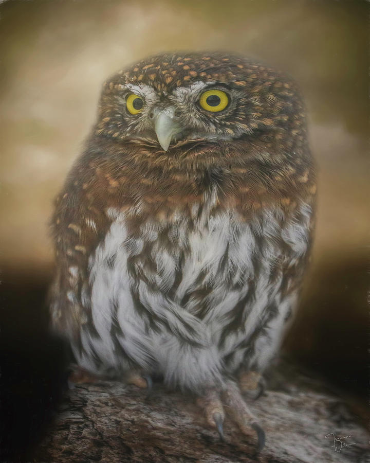 Northern Pygmy Owl Digital Art by Teresa Wilson