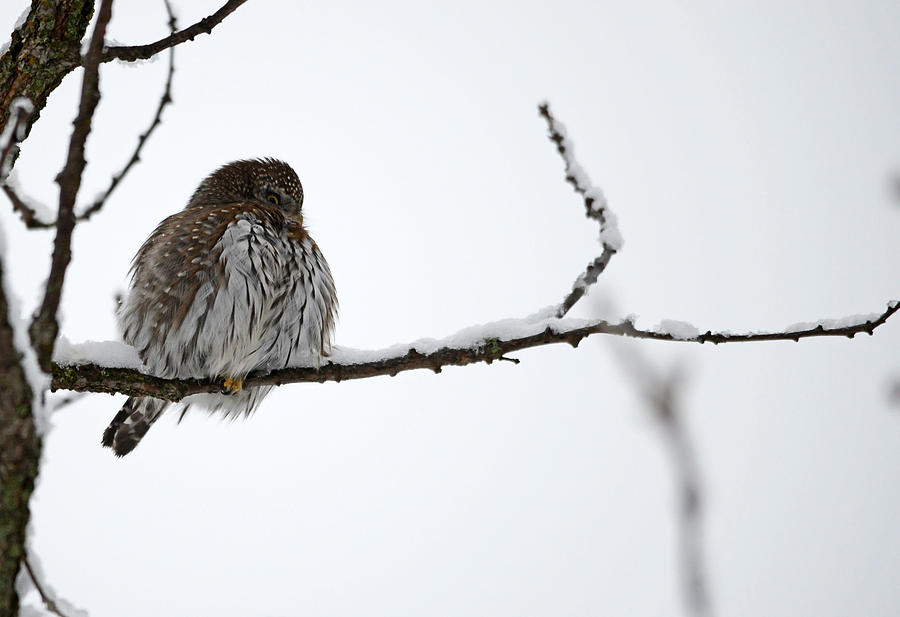 Northern Pygmy Owl- The Watcher Photograph by Whispering Peaks Photography