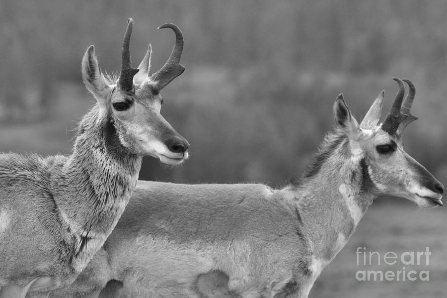 Yellowstone National Park Photograph - Northern Range Pronghorn Black And White by Adam Jewell