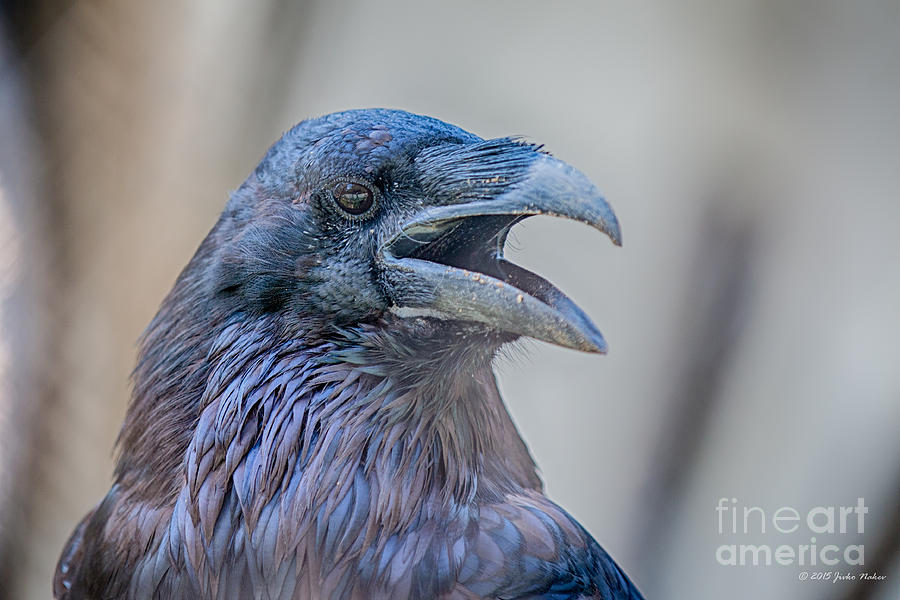 Northern raven Photograph by Jivko Nakev