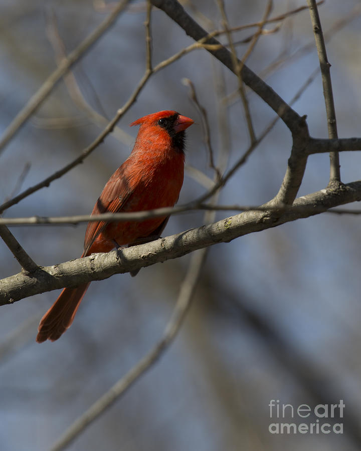 Northern Red Cardinal 2 Photograph