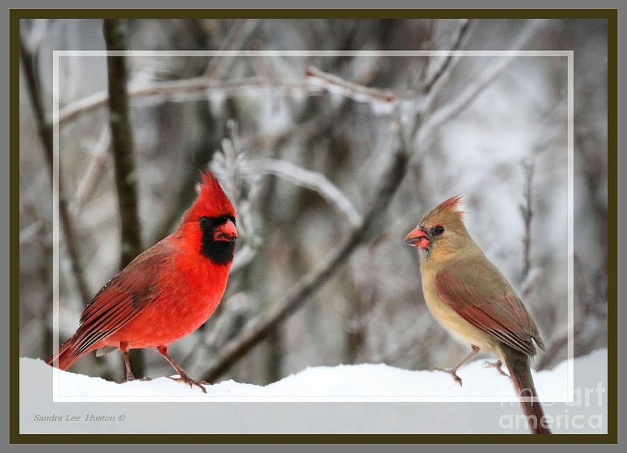 Northern Red Cardinal Pair, Framed Photograph by Sandra Huston