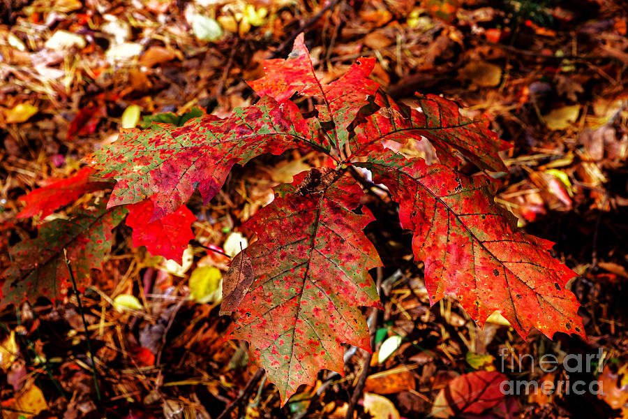 Fall Photograph - Northern Red Oak In Fall by Paul Mashburn