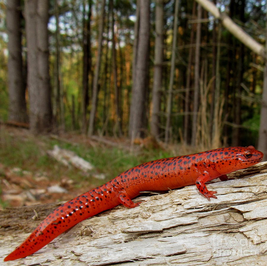 Northern Red Salamander Photograph by Joshua Bales