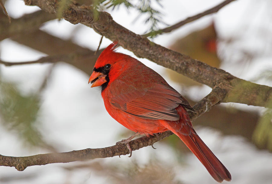 Cardinal Photograph - Northern Redneck - Northern Cardinal - Cardinalis cardinalis by Spencer Bush
