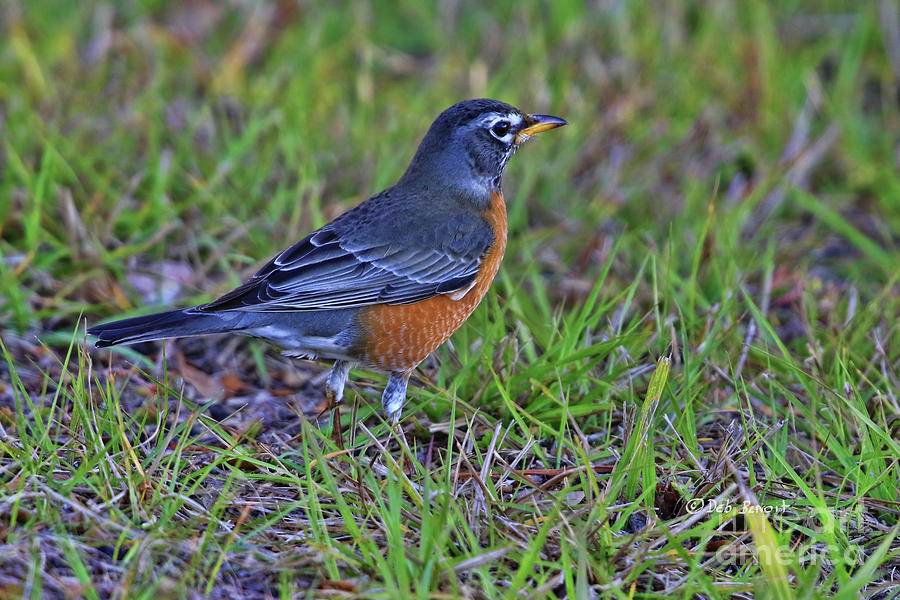 Northern Robin Friend Photograph