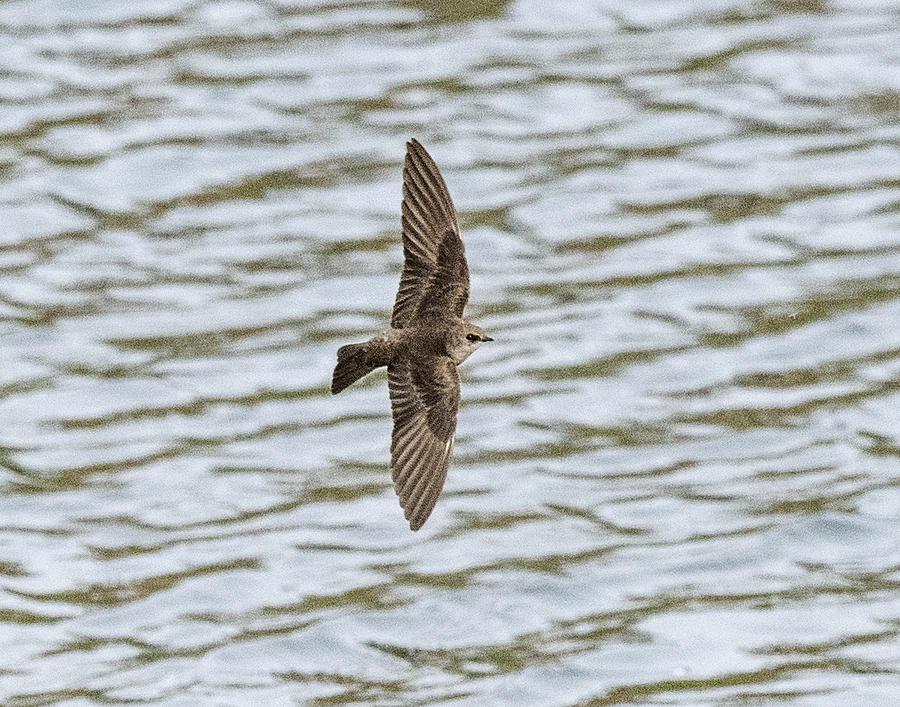 Northern rough-winged swallow flying Photograph by William Bitman