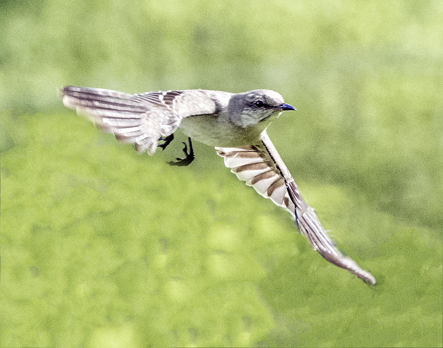 Northern Rough-winged Swallow In Flight Photograph by William Bitman