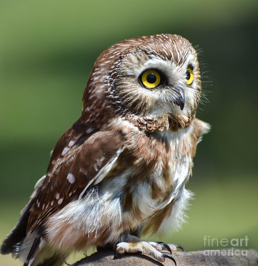 Northern Saw Whet Owl Photograph by Amy Porter
