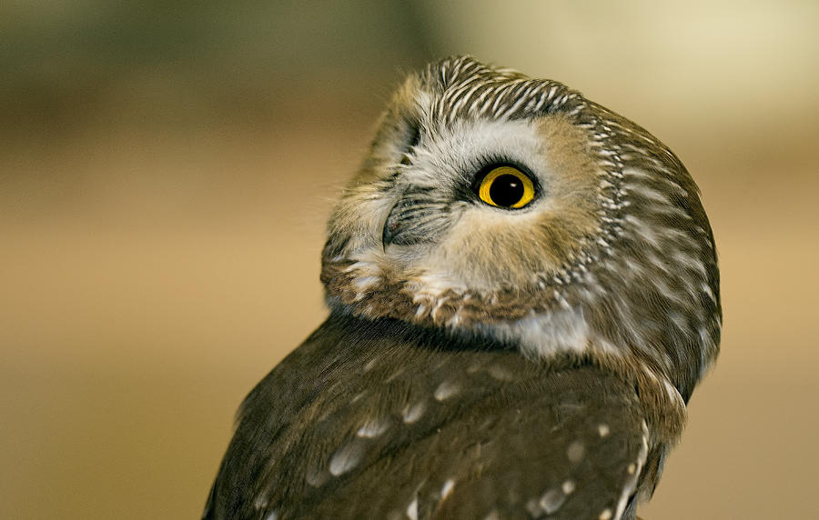Northern Saw-whet Owl Photograph by Jim Zablotny