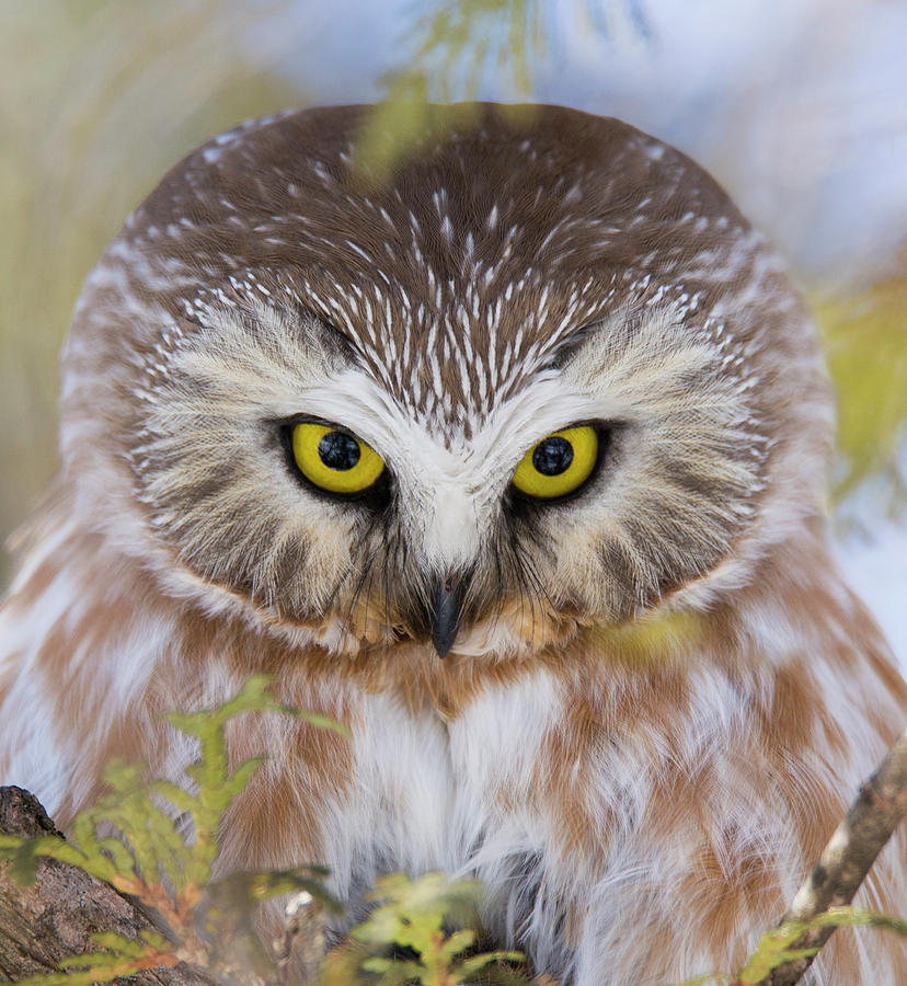 Owl Photograph - Northern Saw-whet Owl Portrait by Mircea Costina Photography