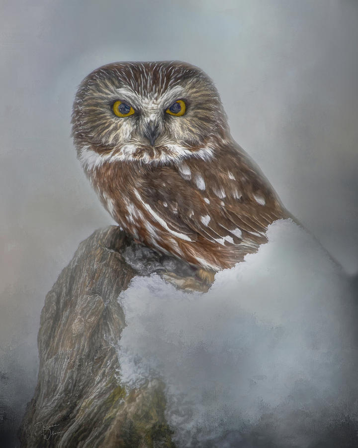 Northern Saw-whet Owl Portrait Digital Art by Teresa Wilson
