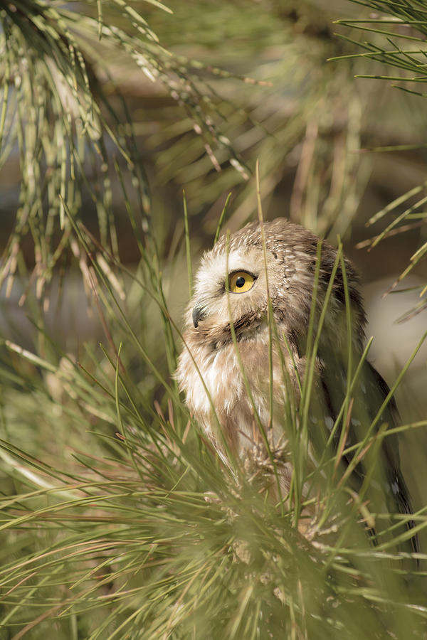 Northern Saw-whet Owl Taking In The Sun Photograph
