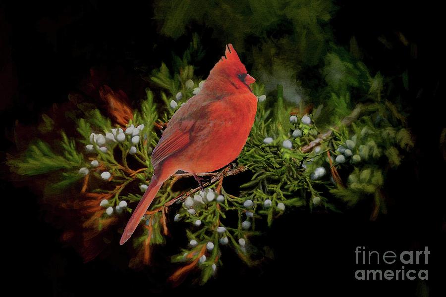 Northern Scarlet Cardinal on White Berries Photograph by Janette Boyd