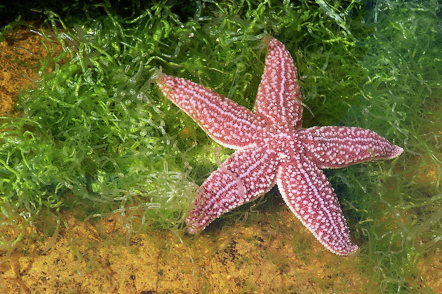 Northern Sea Star Photograph by Jerry Griffin - Fine Art America