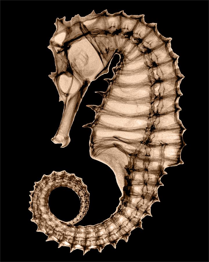 Seahorse Photograph - Northern Seahorse X-Ray on Black by George Green