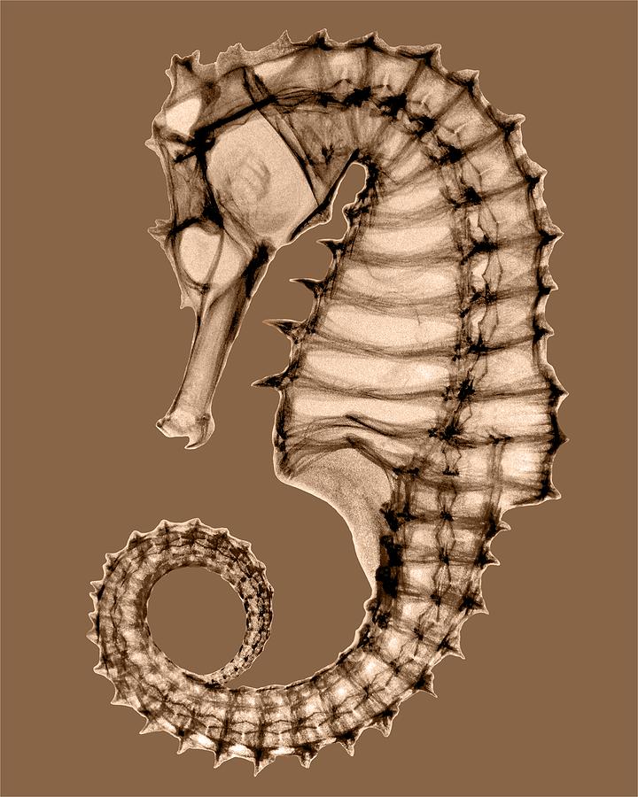 Seahorse Photograph - Northern Seahorse X-Ray on Sepia by George Green