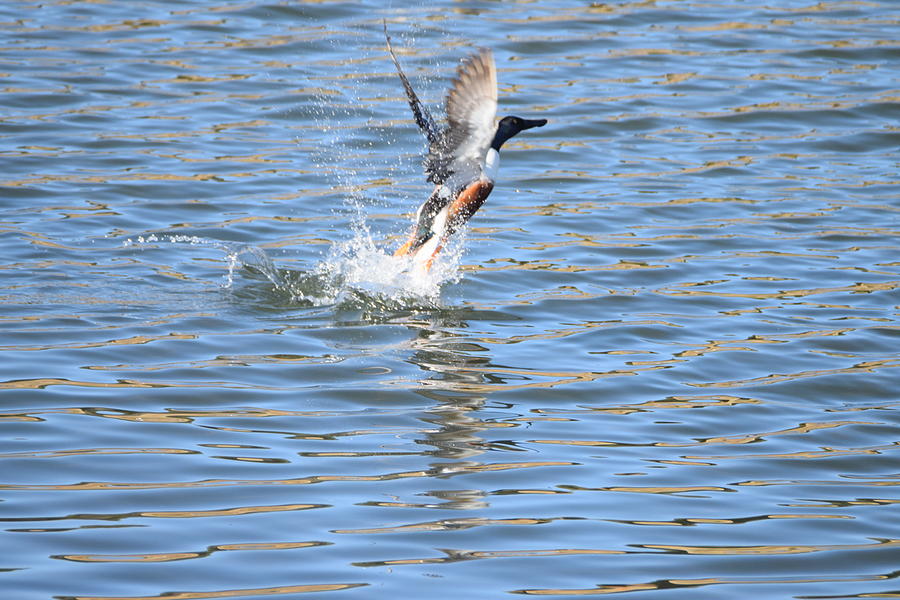 Northern Shoveler Duck Flying Photograph by Margarethe Binkley