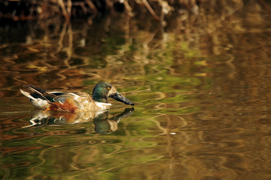Feather Photograph - Northern Shoveler by Jeff Swan