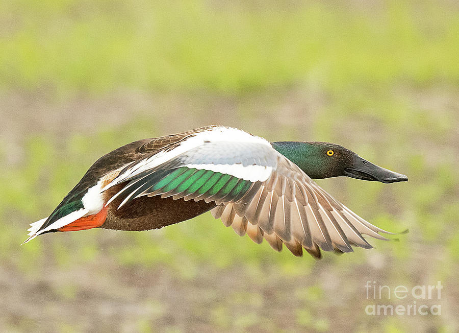 Duck Photograph - Northern Shoveler on the Wing by Dennis Hammer