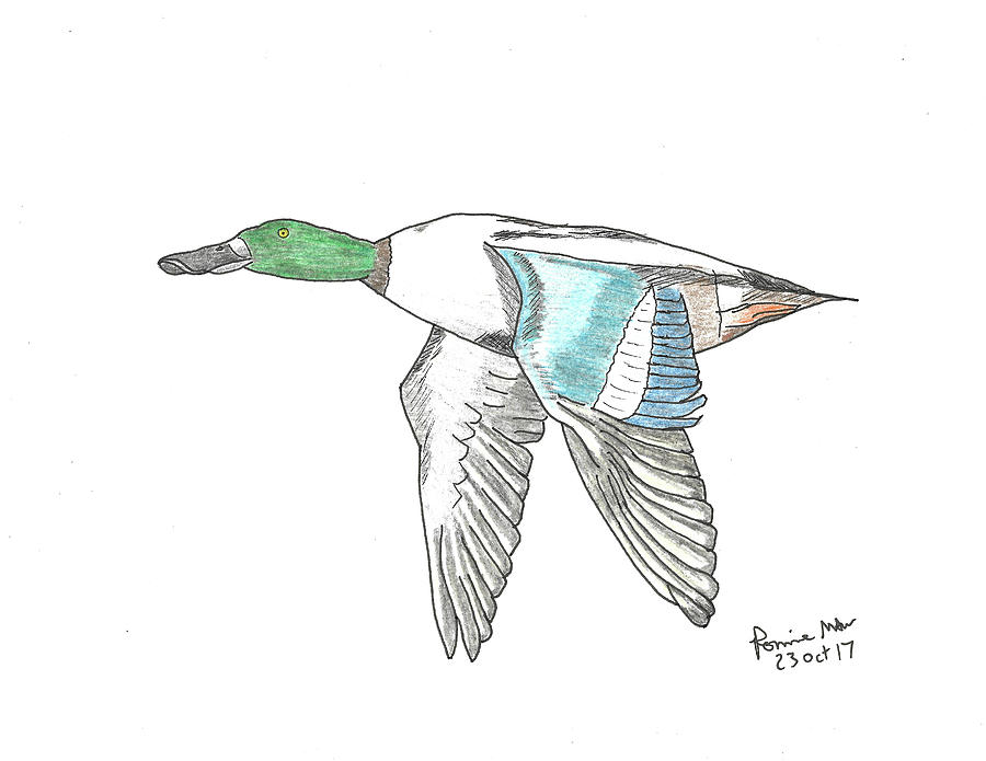 Northern Shoveler Mixed Media by Ronnie Maum