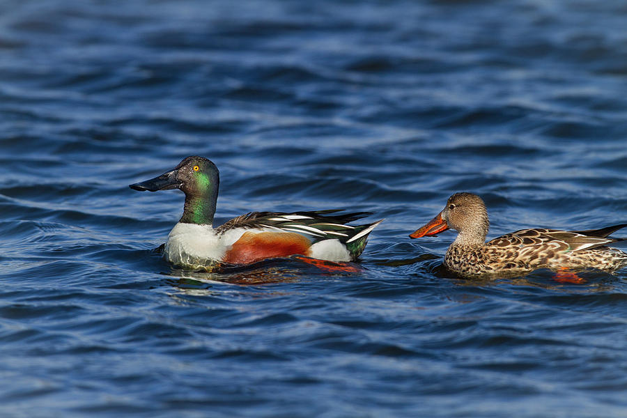 Northern Shovelers Photograph by Mark Miller