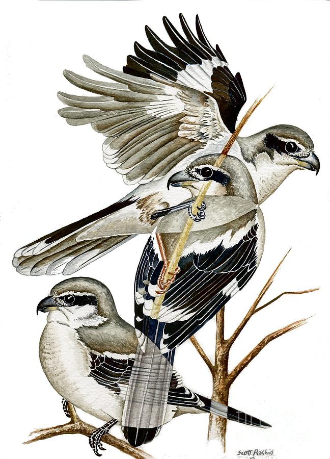 shrike painting