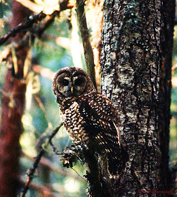 Northern Spotted Owl Photograph by Steve Warnstaff