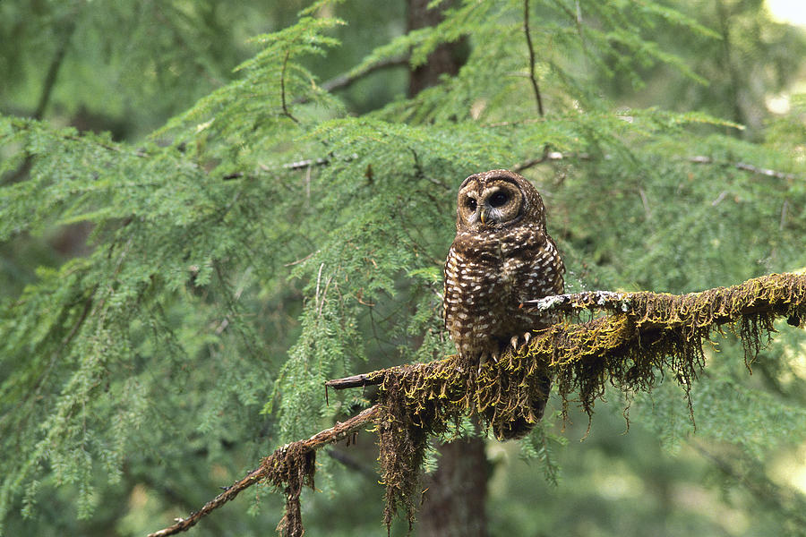 Northern Spotted Owl Strix Occidentalis Photograph by Gerry Ellis