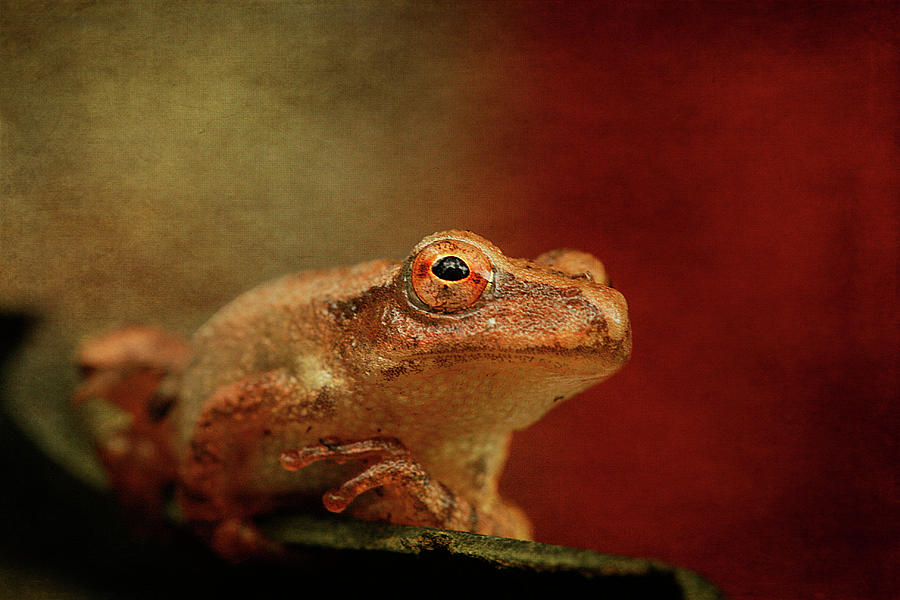 Northern Spring Peeper Photograph by Cindi Ressler
