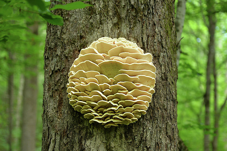 Northern Tooth Fungus Photograph by Alan Lenk