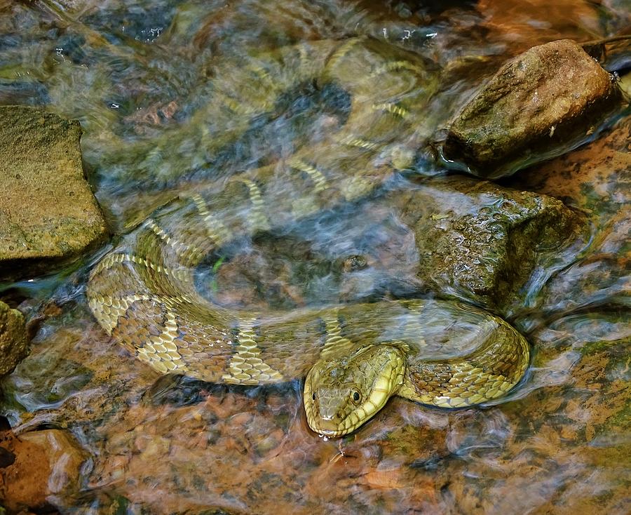 Northern Water Snake Photograph by Carl Miller - Fine Art America