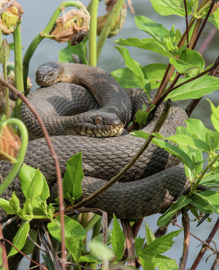 Northern Water Snake Photograph by Jody Partin