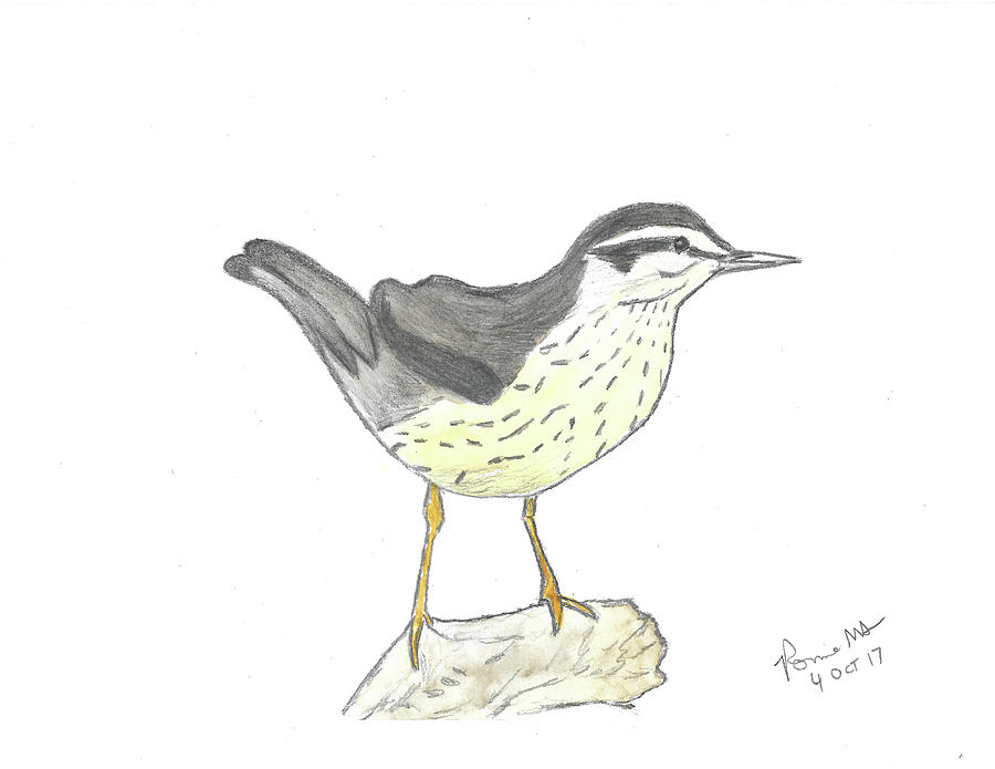 Northern Waterthrush Mixed Media by Ronnie Maum