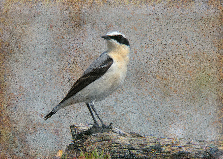 Northern Wheatear Photograph by Perry Van Munster