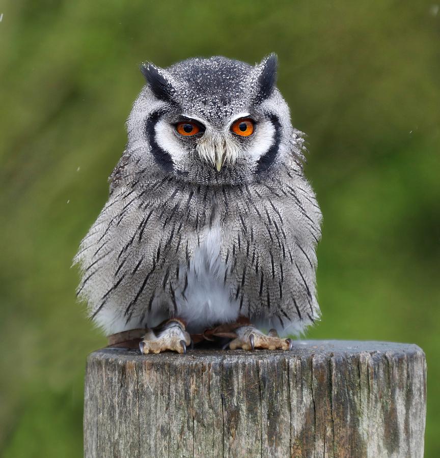 Northern White Faced Owl Photograph by James Kenning | Fine Art America