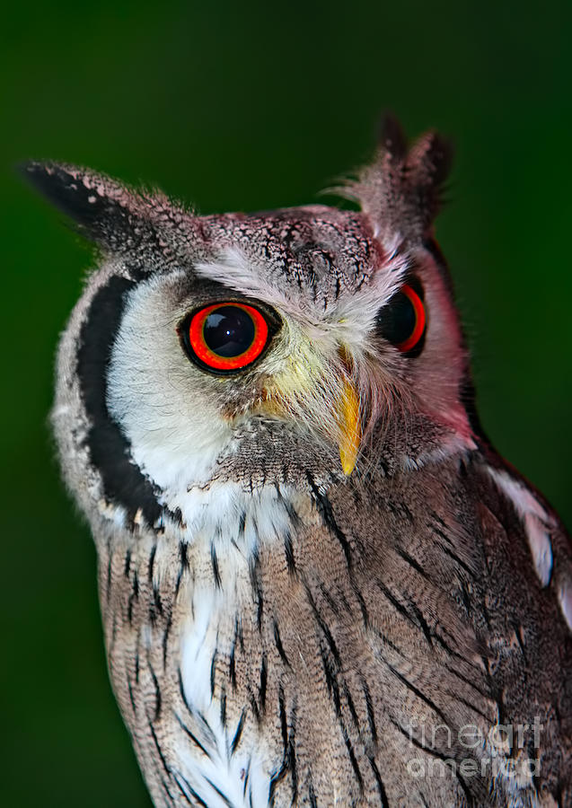 Northern White-faced Owl Photograph by Joerg Lingnau