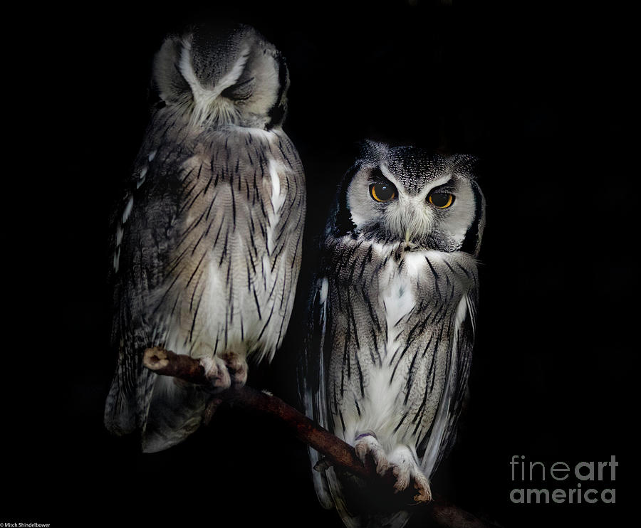 Northern White-Faced Owl Photograph by Mitch Shindelbower