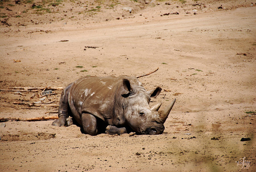 Wildlife Photograph - Northern White Rhino by Thea Wolff
