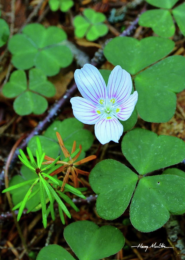 Northern Wood Sorrel Photograph by Harry Moulton