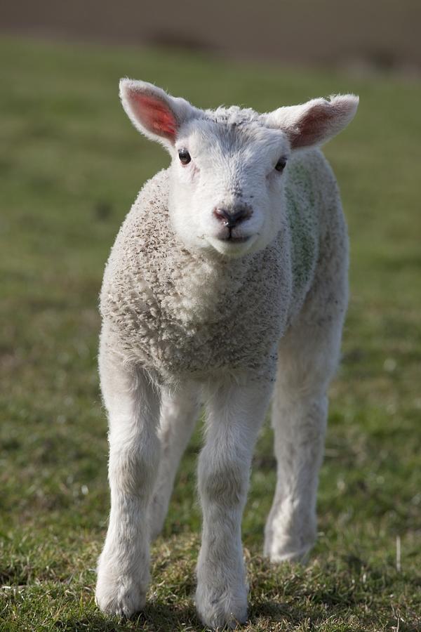 Animal Photograph - Northumberland, England A White Lamb by John Short