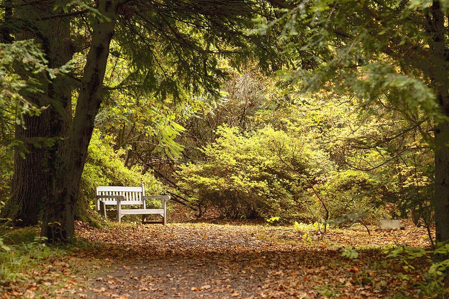 Fall Photograph - Northumberland, England Park Bench by John Short