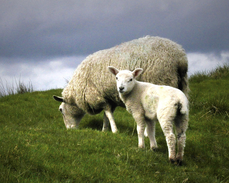 Northumberland Lamb Digital Art by Vicki Lea Eggen