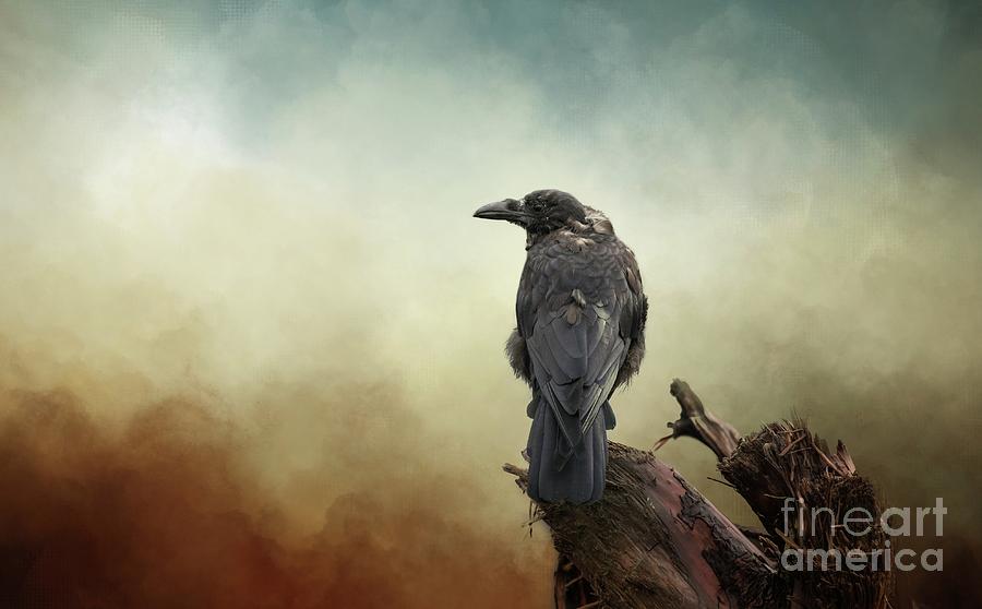 Northwestern Crow Photograph by Eva Lechner