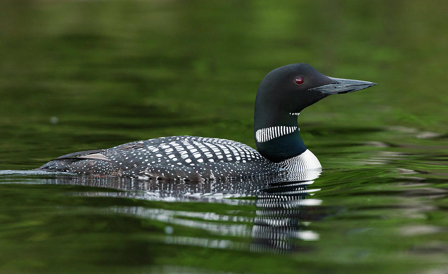 Northwoods Loon Photograph by Jody Partin